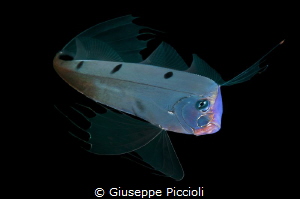 The angelic vision/ An extremely rare ribbonfish (Trachyp... by Giuseppe Piccioli 